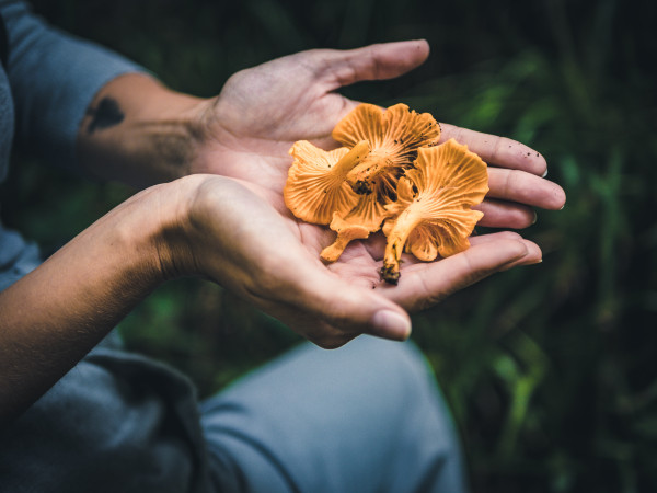 bushcraft-foraging