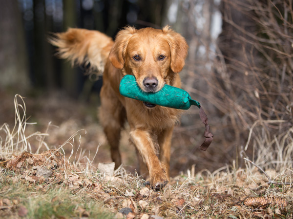 dog-training-insurance