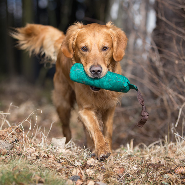 dog-training-insurance