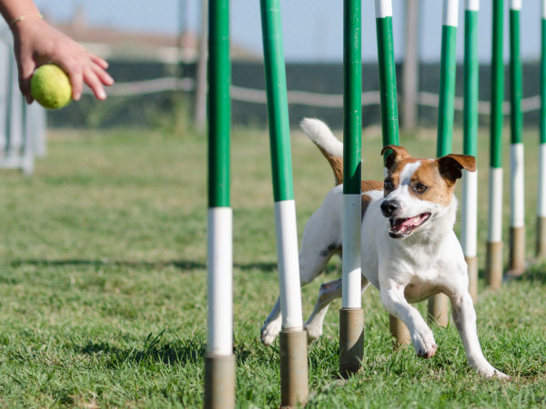 dog-trials-displays