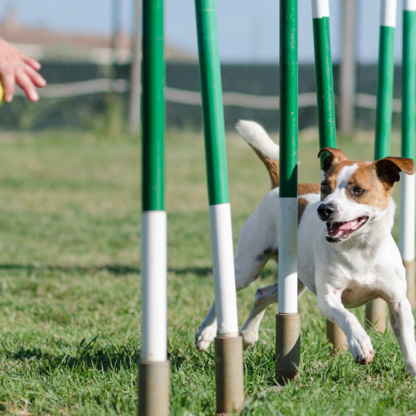 dog-trials-displays
