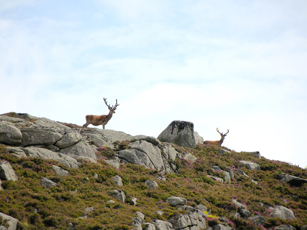 hunting-deer-stalking