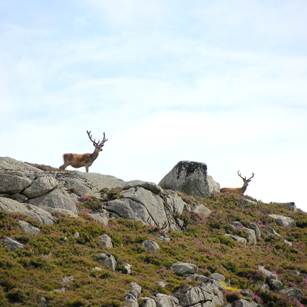 hunting-deer-stalking
