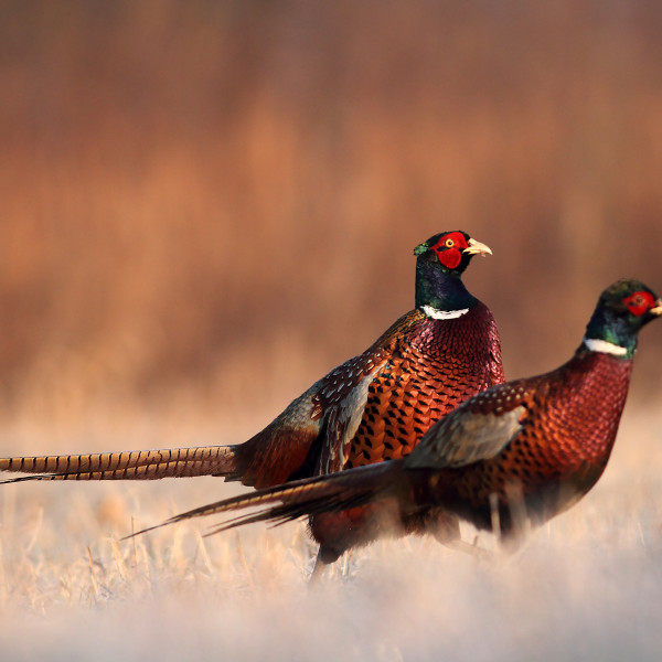 hunting-driven-game