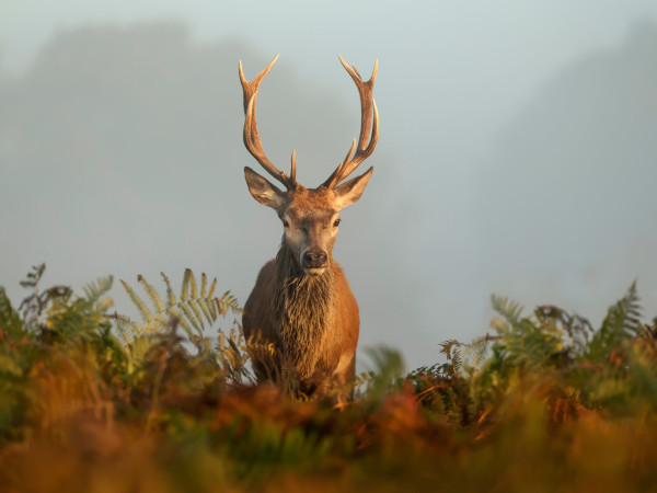 wildlife and conservation (5)
