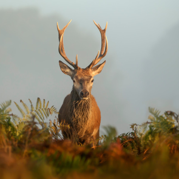 wildlife and conservation (5)